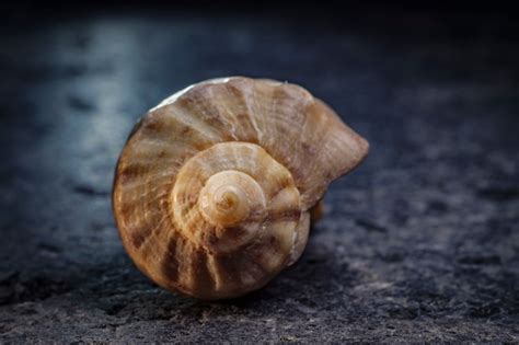 Concha Em Espiral De Um Molusco Do Mar Propor O Urea Foto Premium