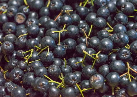 Aronia Superfood Aus Nordamerika Ihre Apotheke