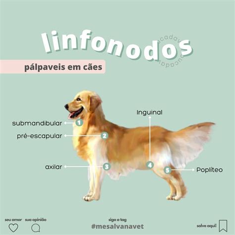 Linfonodos Palpáveis Em Cães BRAINCP