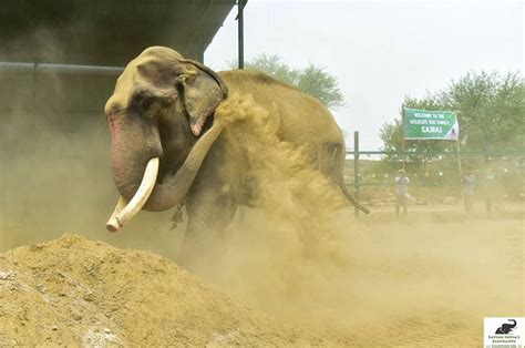 La Cruel Historia De Un Elefante Que Pasó Toda Su Vida Encadenado Por