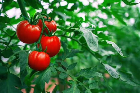 Tomates Voici Le Meilleur Engrais Naturel Pour Obtenir Une Belle R Colte