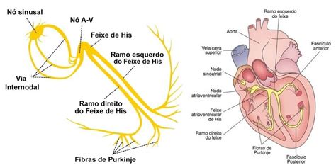 Qual A Fun O Das Fibras De Purkinje Anatomia