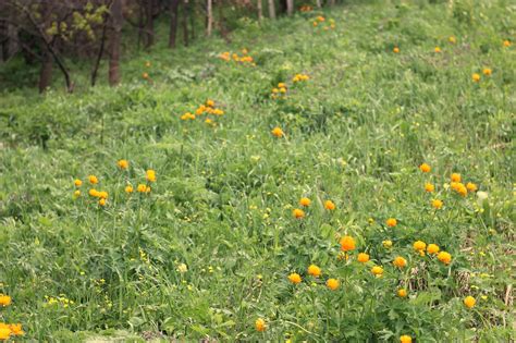 Природа Алтая | Пикабу