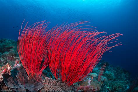 Red Sea Whips Love The Ocean Gallery