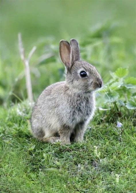 What Do Wild Rabbits Eat A Guide To The Natural Wild Rabbit Diet Artofit