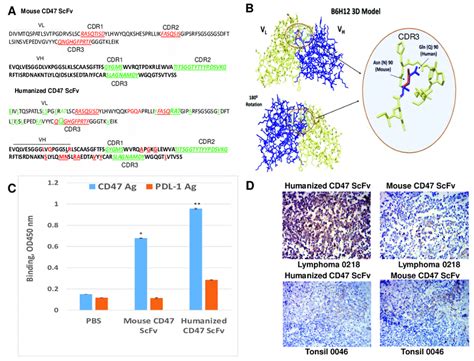 Humanized Cd Vl And Vh Sequences Binding Of Humanized Cd Scfv With