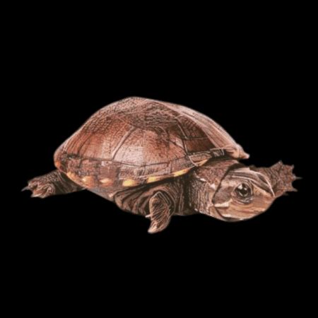 Eastern Mud Turtle Kinosternon Subrubrum Juvenile 5cm Sims Tropical