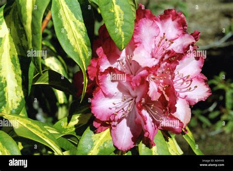 Pink Edged Rhododendron Stock Photo Alamy