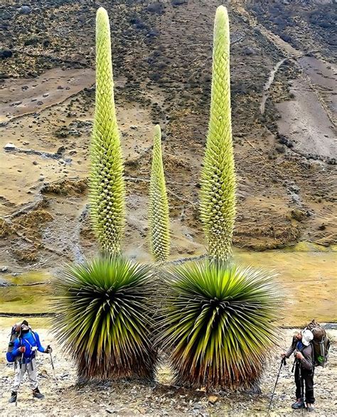 La Reina De Los Andes La Bromelia Gigante Que Florece Una Vez Al Siglo