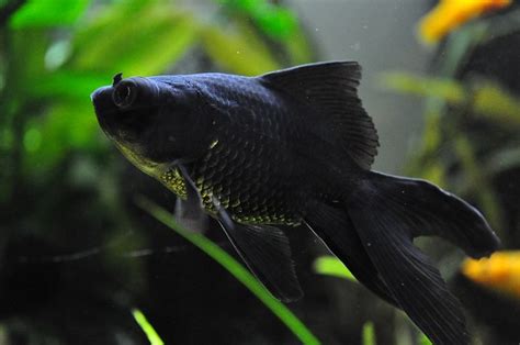 Top Three Black Goldfish Types Your Aquarium Place