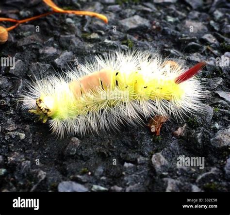 Pale Tussock Moth Caterpillar Stock Photo Alamy