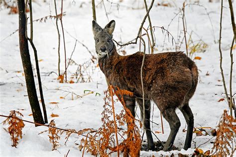 5 Hechos Sobre El Ciervo Vampiro Siberiano Russia Beyond ES