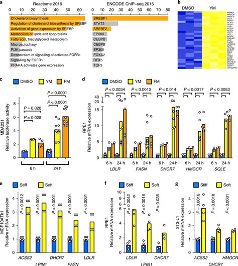 Ecm Mechanical Cues Regulate Srebp Target Genes A Gene List