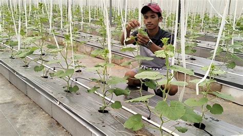 Cara Dan Langkah Langkah Daftar Petani Milenial Gaji Rp Juta