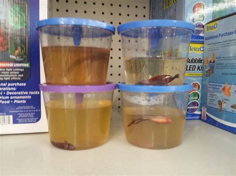 You can find everything at walmart . This is what I found last nite smh