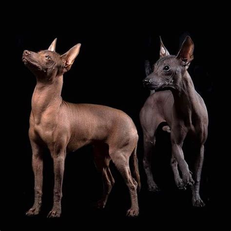 The Amazing Story Behind Mexicos Ancient Dog Breed Perro