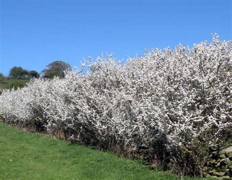 Bare Root Blackthorn Hedging Plants For Sale Online In Ireland