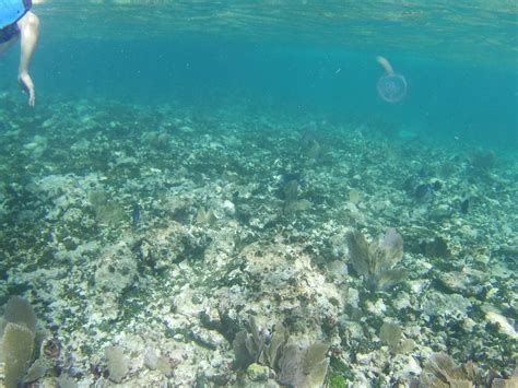 Snorkel The Keys Snorkeling Grecian Rocks Key Largo Dry Snorkel