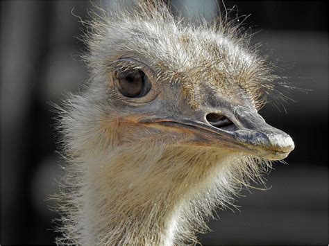 Nandu Foto & Bild | natur, porträt, zoo Bilder auf fotocommunity