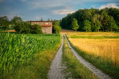 Path Cornfield Harvest Time - Free photo on Pixabay - Pixabay