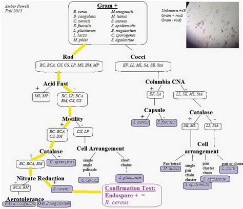 Gram Positive Flow Diagram Gram Positive Flow Chart