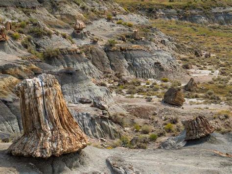 petrified forest loop trail  maah daah hey trail theodore