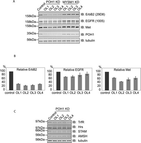 A Sirna Mediated Knockdown Kd Of Candidates Was Repeated With Four