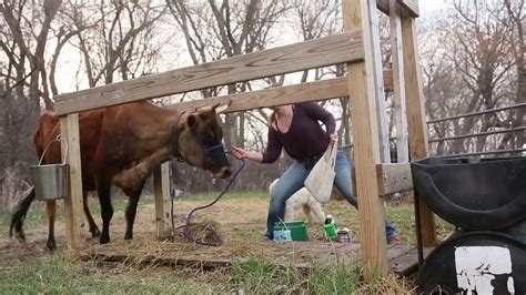 How To Hand Milk A Cow Youtube