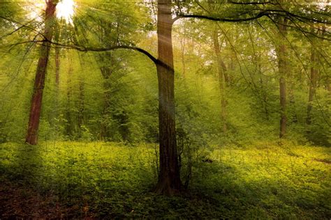 Free Fotobanka Krajina Strom P Roda Les Venkovn V Tev Sv Tlo