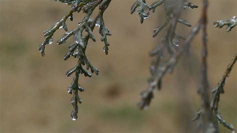 Ice storm impacts Southcentral Kentucky foliage and roads - WNKY News ...