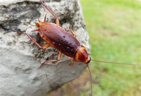 What Does A Cockroach Nest Look Like Catseye Pest Control