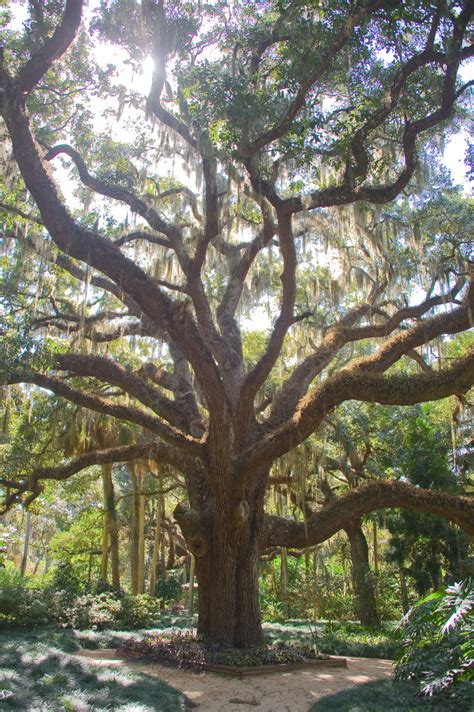 31 Most Common Trees In Florida Progardentips