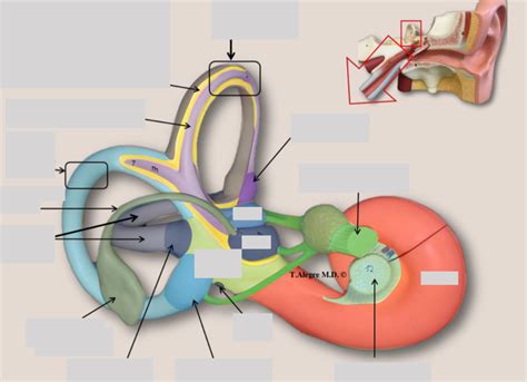 Biol 2402 Inner Ear Anatomical Structures Diagram Quizlet