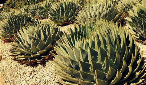 Растения африки - фото и картинки abrakadabra.fun