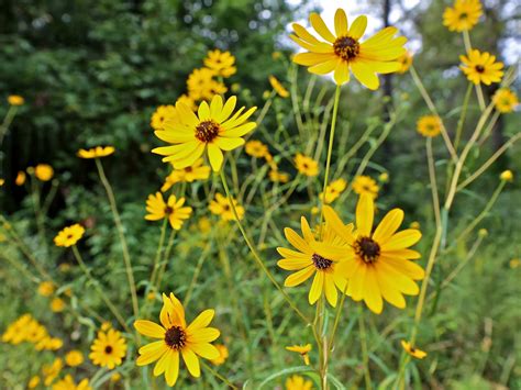 Sweet Southern Days: Fall Wildflowers