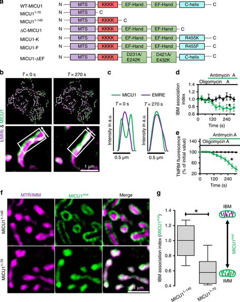 ψmito and the poly lysine domain of MICU1 are required for IBM