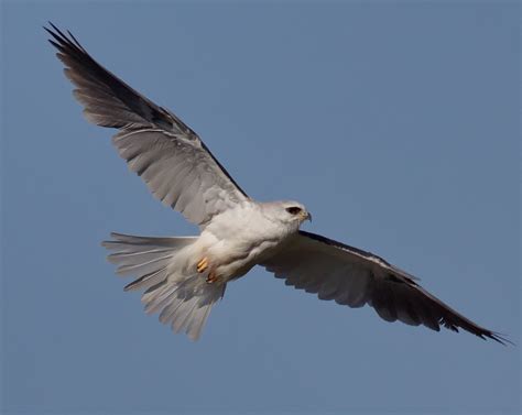 White-tailed Kite | San Diego Bird Spot