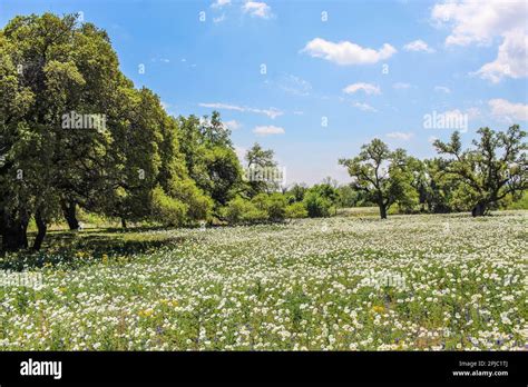 Fields Of Blooming Texas Prickly Poppy Stock Photo Alamy