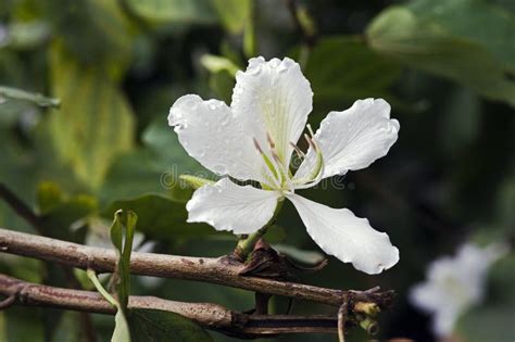 Brazilian Orchid Tree Or Pata De Vaca Stock Image Image Of Green