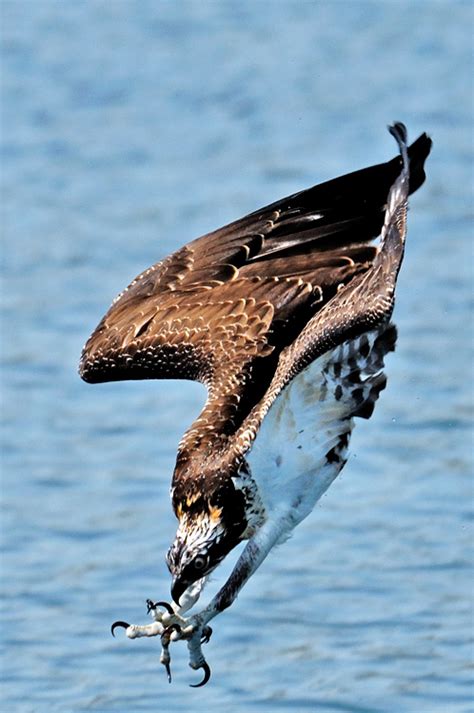 Sea Hawk