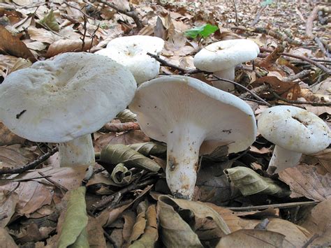 Lactarius Piperatus