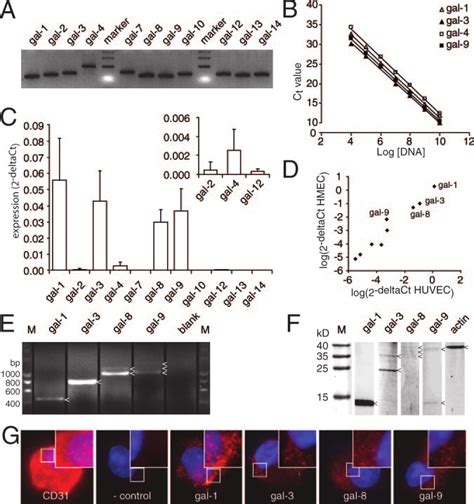 Galectin Expression Profile In Endothelial Cells A Agarose Gel