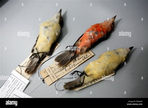 Galapagos Islands Preserved Birds At The Charles Darwin Research