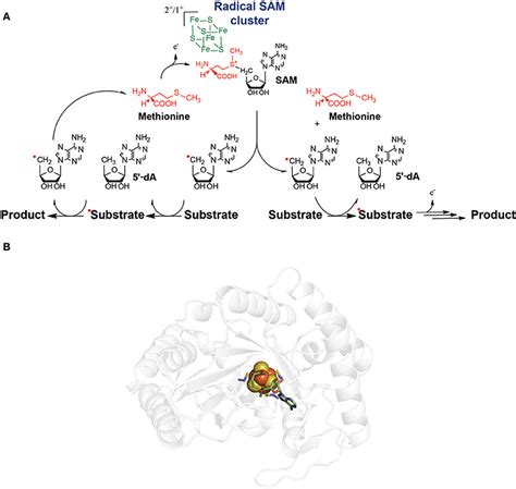 Frontiers Radical Sam Enzymes In The Biosynthesis Of Ribosomally