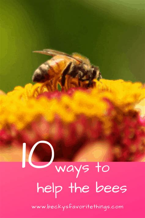 10 Easy Things You Can Do To Help Bees Survive Little Garden Lessons