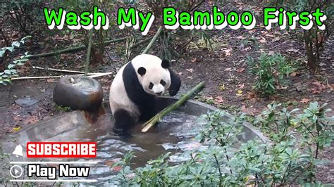 Mysophobia Panda Washes Its Bamboo Before Enjoying It IPanda YouTube