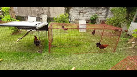 Gaano Kahalaga Ang Running Pen Para Sa Mga Stags Na Hinahanda YouTube