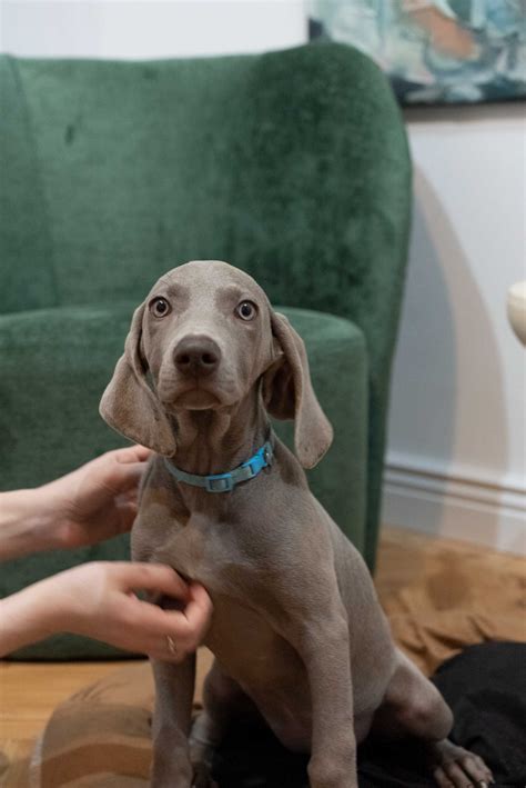 V Nd Pui Brac De Weimar Catel Weimaraner Rasa Pura Iasi Olx Ro