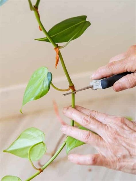 A Guide To Philodendron Brasil Propagation Joy Us Garden Care Propagation And Pruning