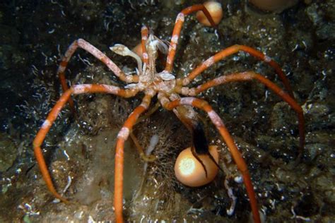 Sea Spider In Mcmurdo Sound Sea Spider Arthropods Spider